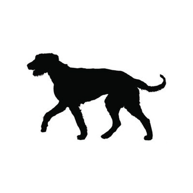 Scottish Deerhound 2