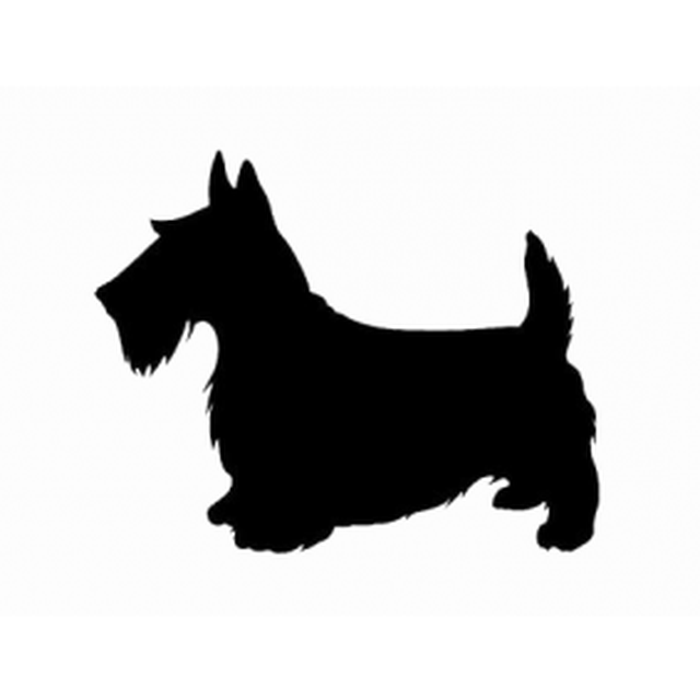 Scottish Terrier 1