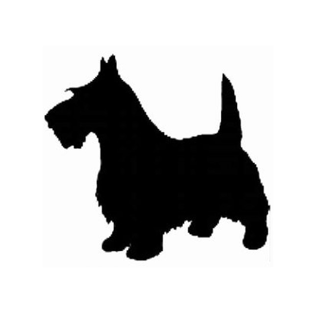 Scottish Terrier 2