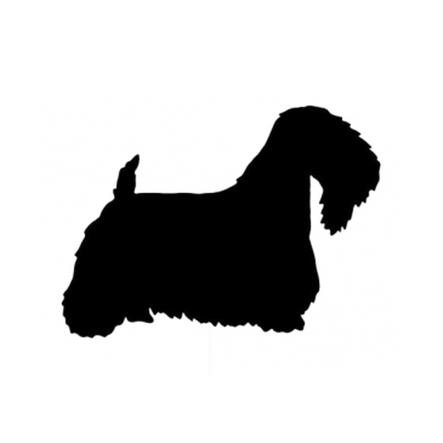 Sealyham Terrier