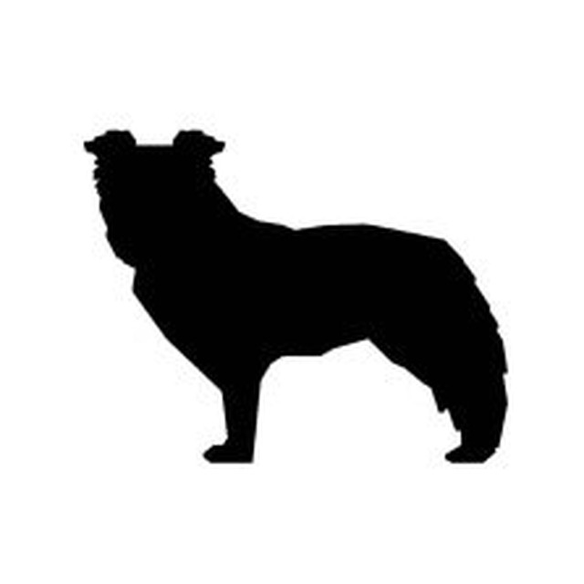 Sheep Dog