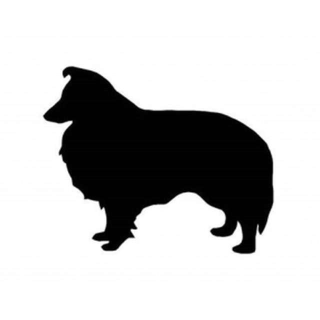 Shetland Sheepdog 1