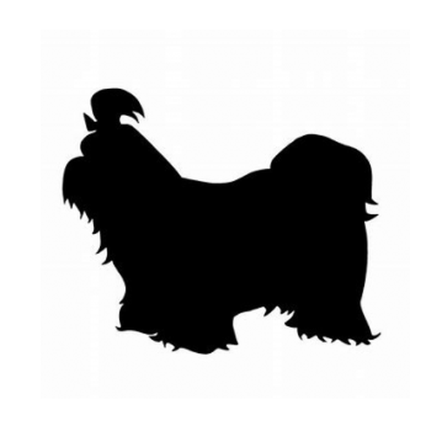 Shih Tzu 1