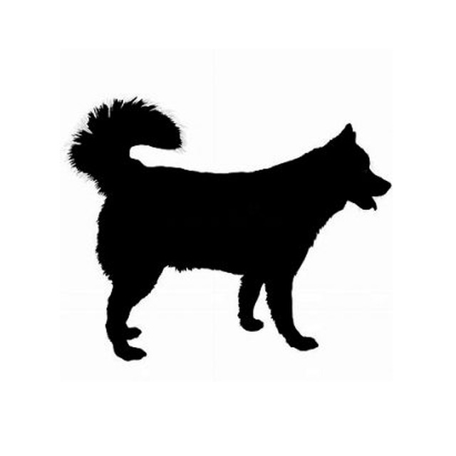 Siberian Husky 2