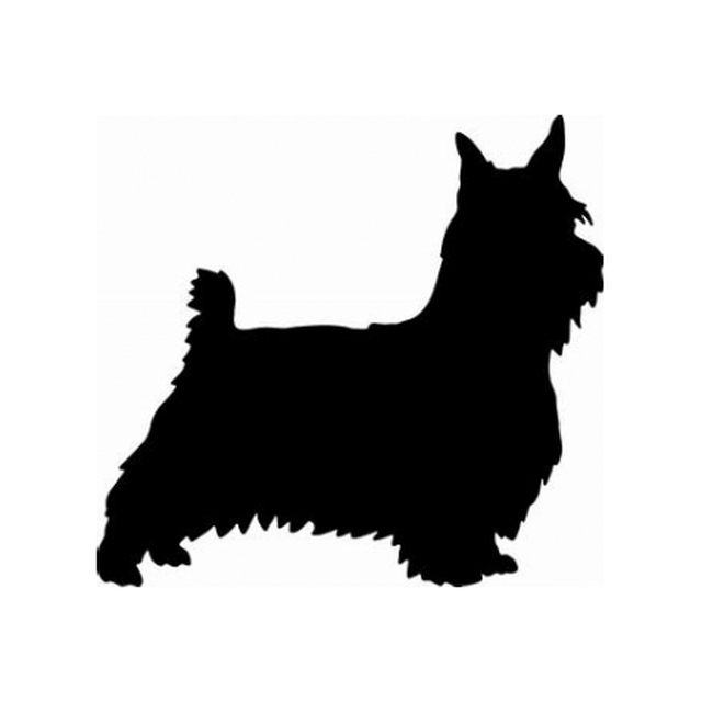 Silky Terrier 1