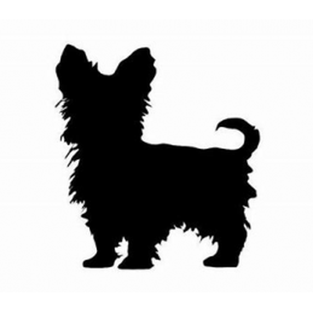 Silky Terrier 2