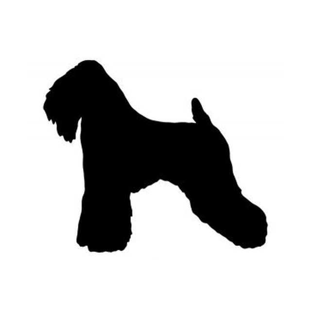 Soft Coated Wheaten Terrier