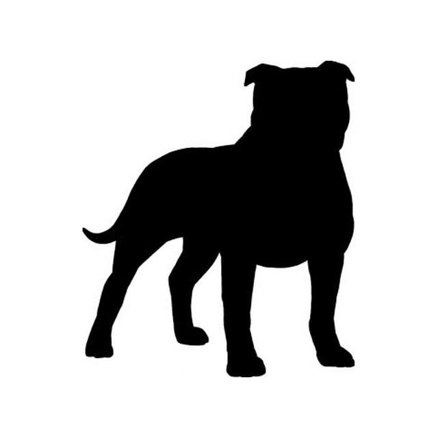 Staffordshire Bull Terrier 1