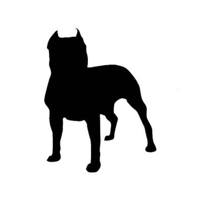 Staffordshire Bull Terrier 2