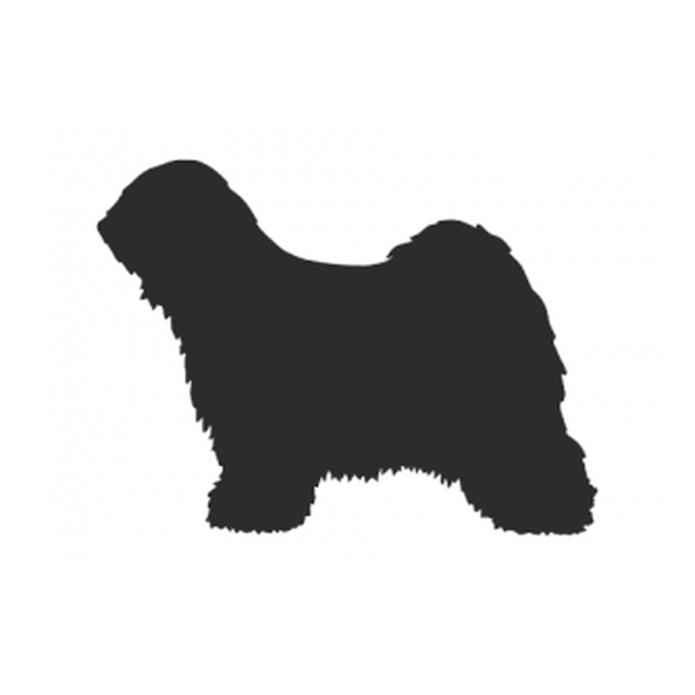 Tibetan Terrier 1