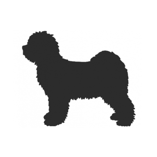 Tibetan Terrier 2