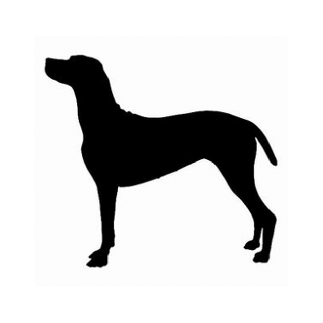 Vizsla 1