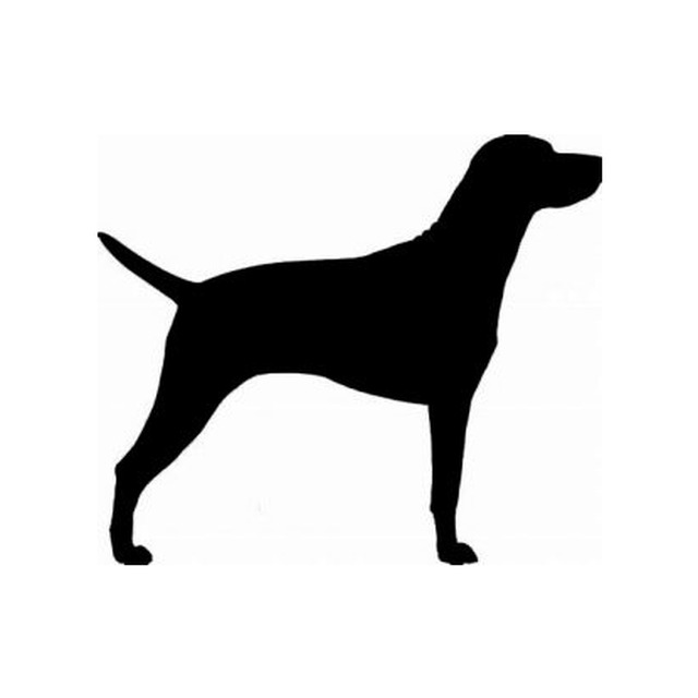 Vizsla 2