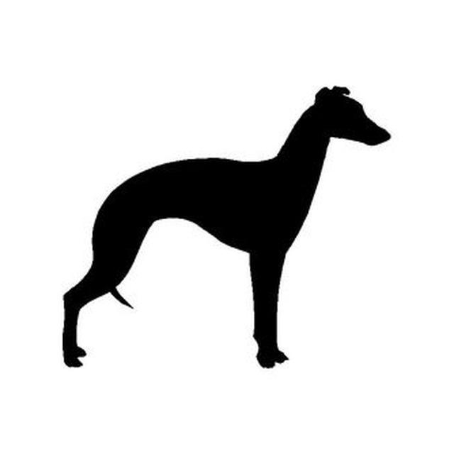Whippet 1