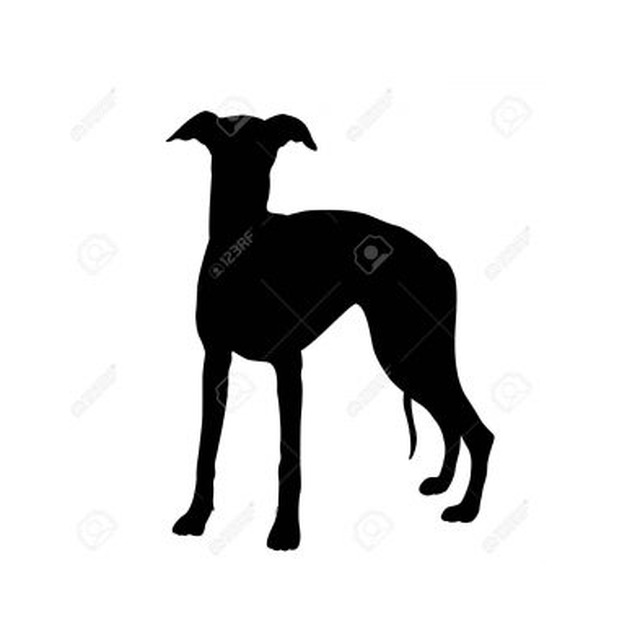 Whippet 3