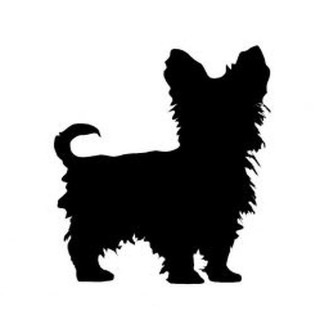 Yorkshire Terrier 1