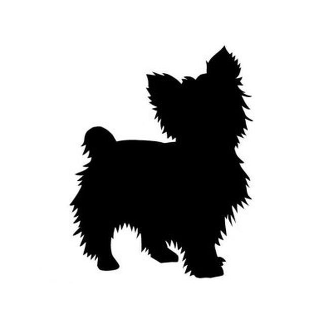 Yorkshire Terrier 2