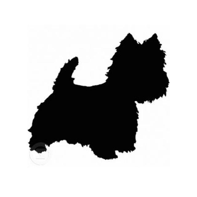 Yorkshire Terrier 3